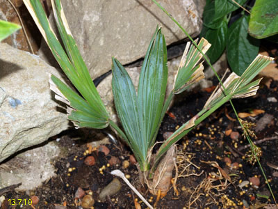 sabal louisiana